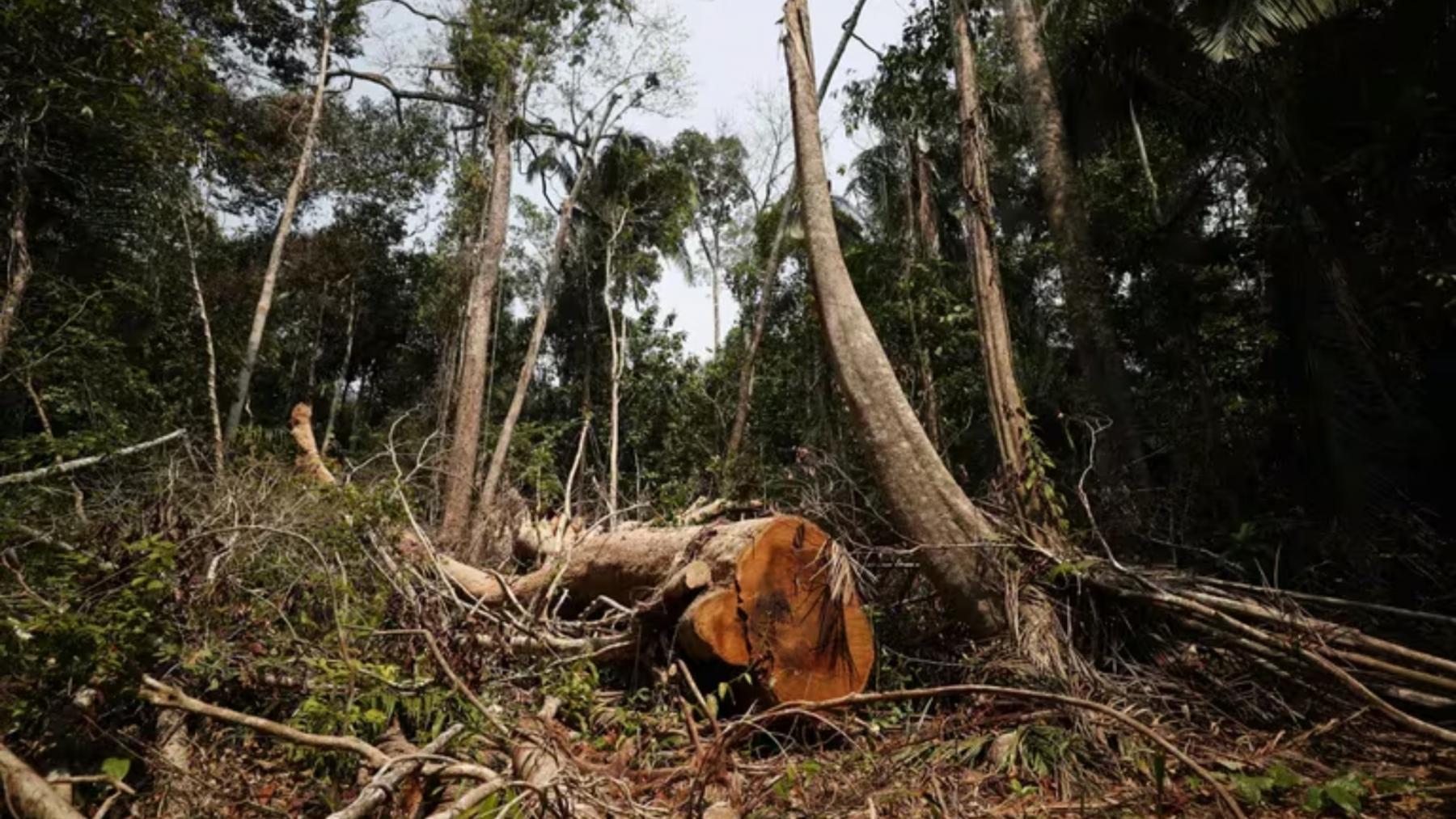 La minería ilegal ha destruido 301.755 hectáreas de bosque en Madre de Dios - crédito Archivo EFE/Paolo Aguilar